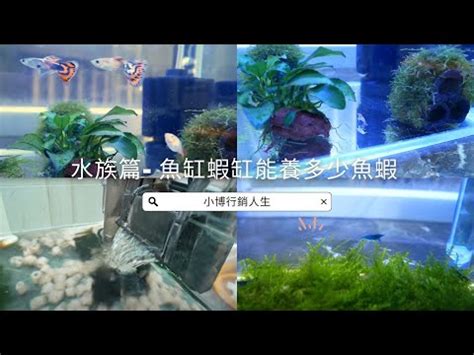 魚缸數量